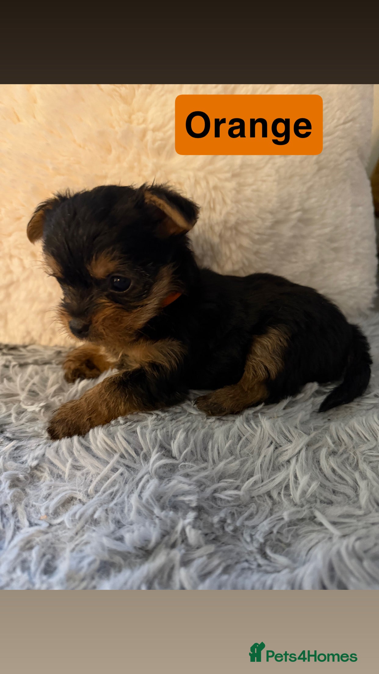 Yorkshire Terrier dogs Miniature Yorkshire terrier  - Advert 1