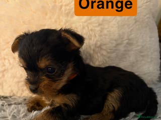 Yorkshire Terrier dogs Miniature Yorkshire terrier - Advert 4