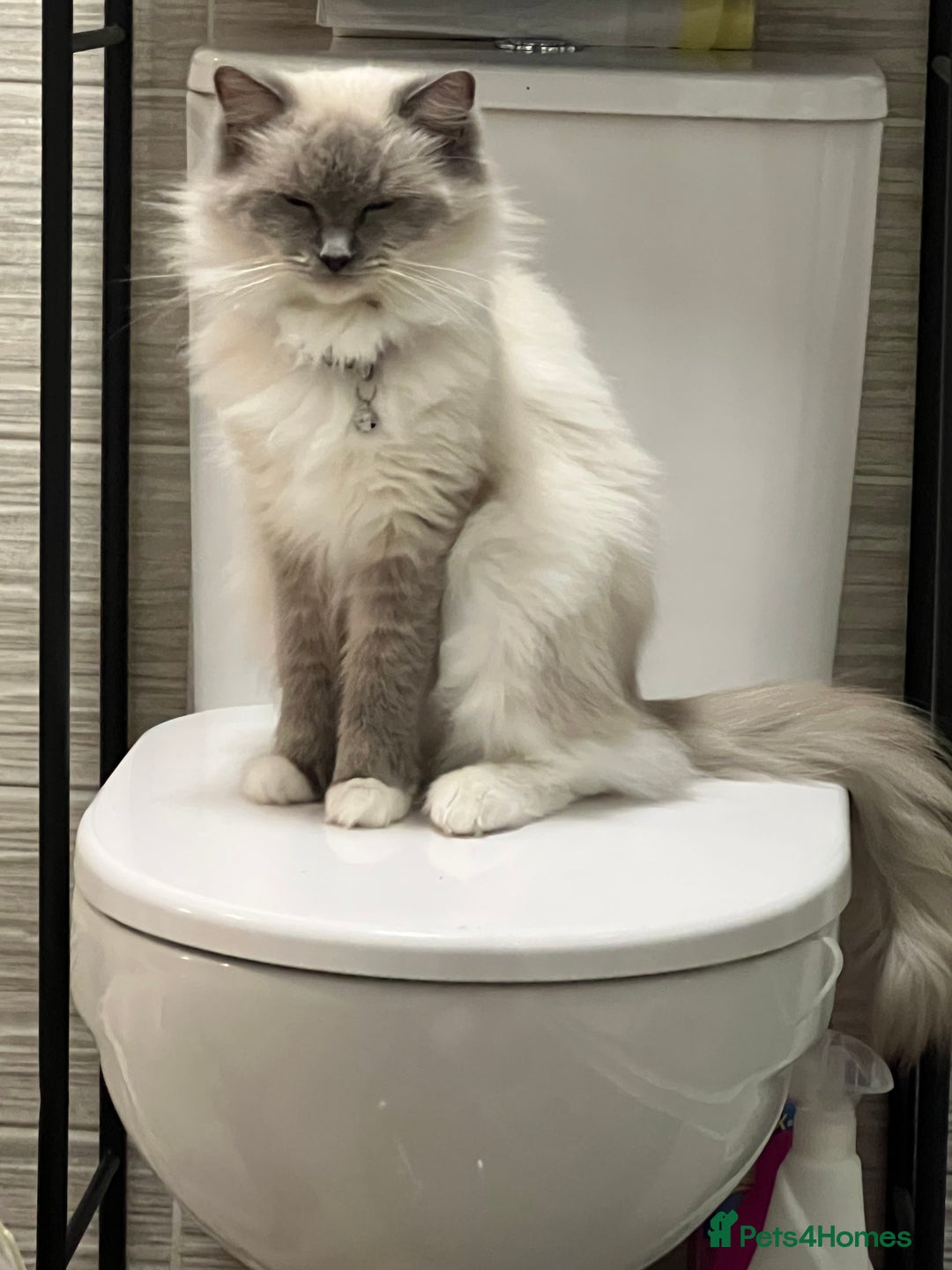 Ragdoll cats for sale: Rare blue+lilac bicolour + blue tortie kittens - Advert 2