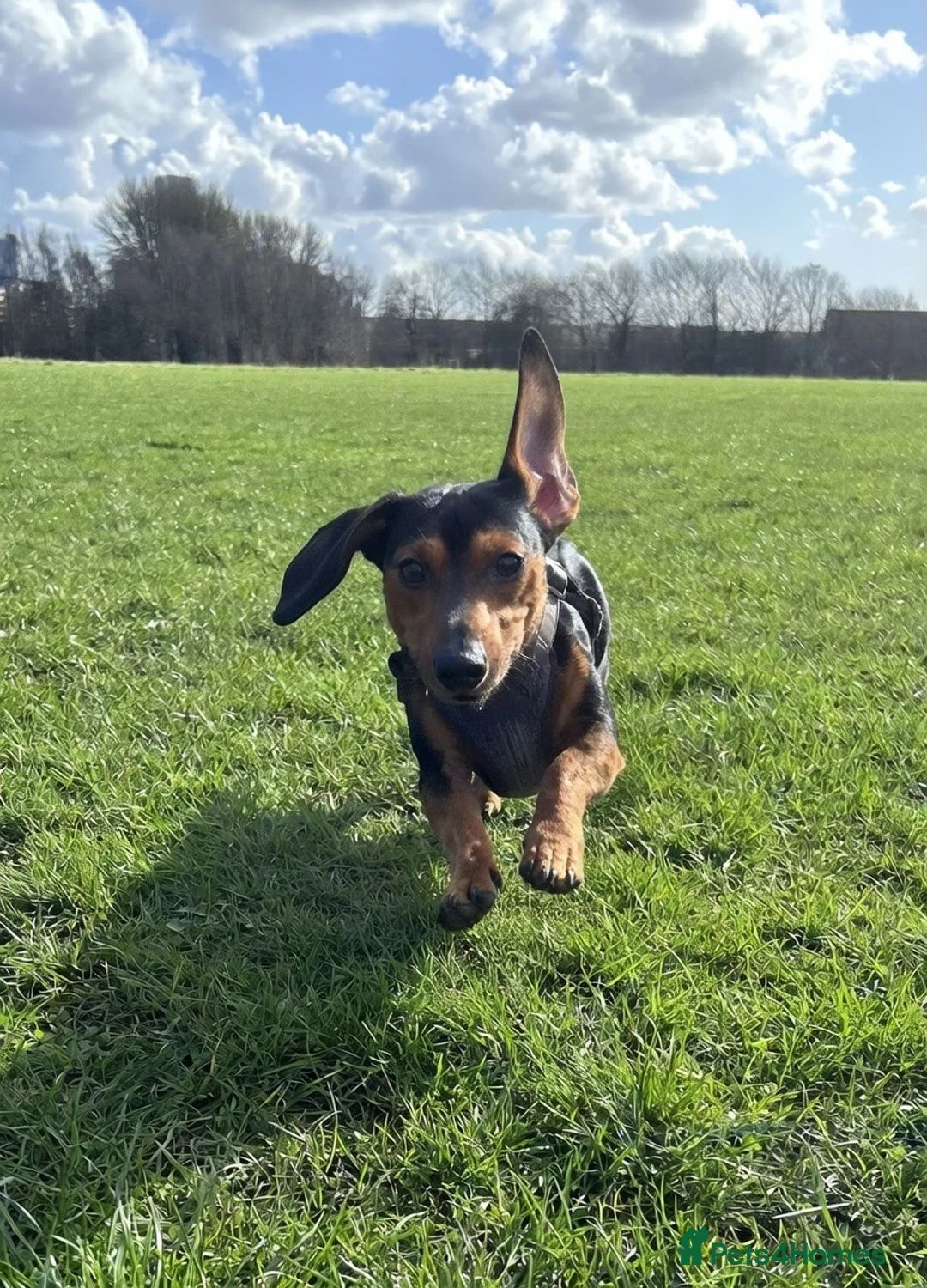 Miniature Dachshund dogs for stud: Biscuit ready for stud  - Advert 2