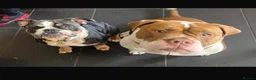 Mixed Breed dogs for sale: olde thyme english bulldog - Advert 8