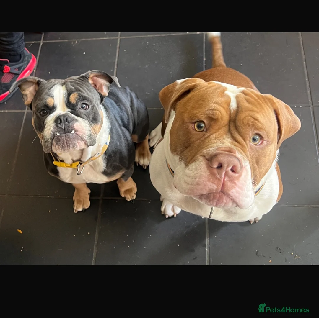 Mixed Breed dogs for sale: olde thyme english bulldog - Advert 8