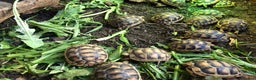 Tortoise reptiles for sale: Baby Marginated Tortoise Hatchlings - Advert 1