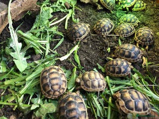Tortoise reptiles Baby Marginated Tortoise Hatchlings - Advert 3