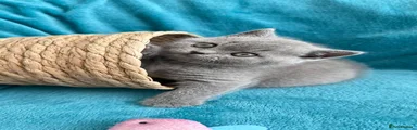 British Shorthair Kitten 1