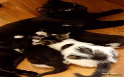Domestic Shorthair cats for sale: Sweet Kittens *ready now* - Image 18