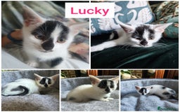 Mixed Breed cats for sale: Fluffy and short haired bundles of joy - Image 2