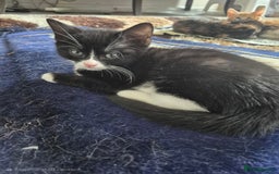 Mixed Breed cats for sale: 3 black and white females and 1 tortoise  - Image 4