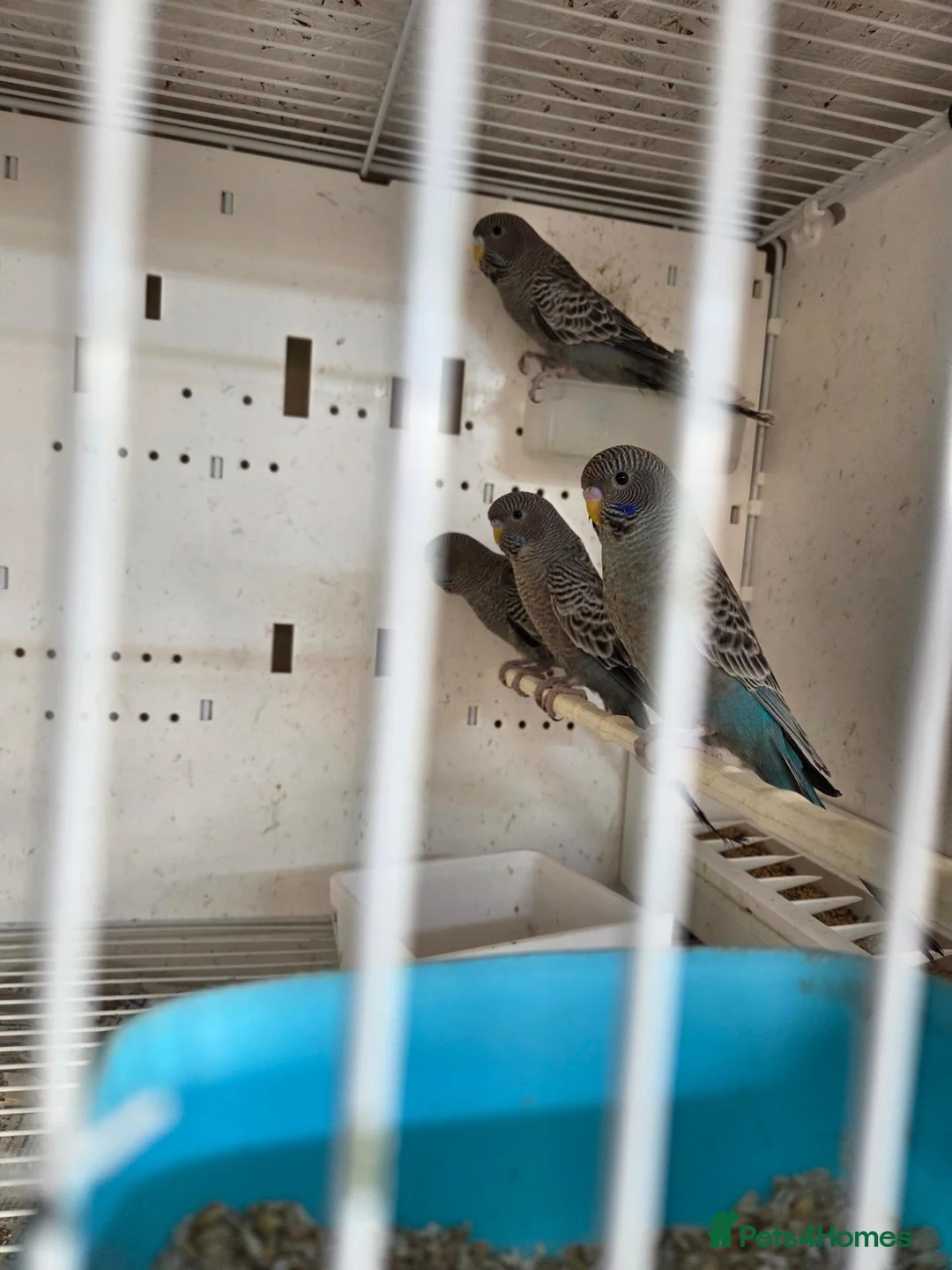Budgerigars birds for sale: All sorts of budgies  in Crook - Advert 11