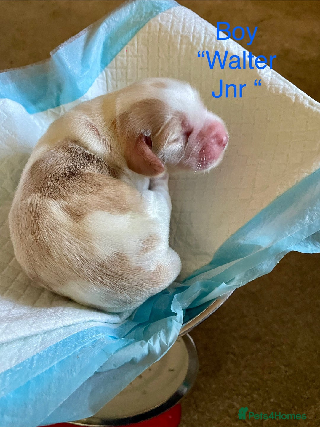 Cocker Spaniel dogs for sale: Your “furever” friend is here - Advert 14