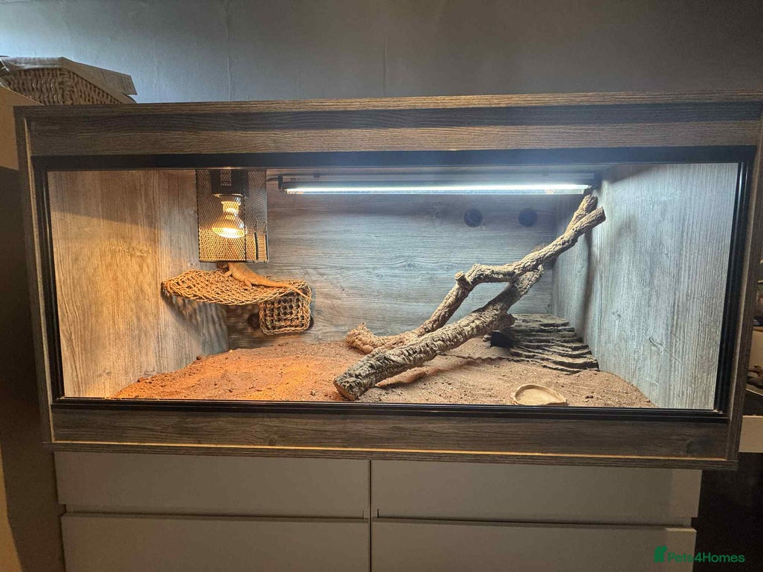Bearded Dragon reptiles for sale: dragon with full setup - Image 4