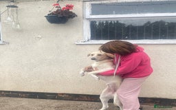 Mixed Breed dogs for adoption: Meet Lovely BRAYLEIGH  !  She needs a Loving HOME - Image 7