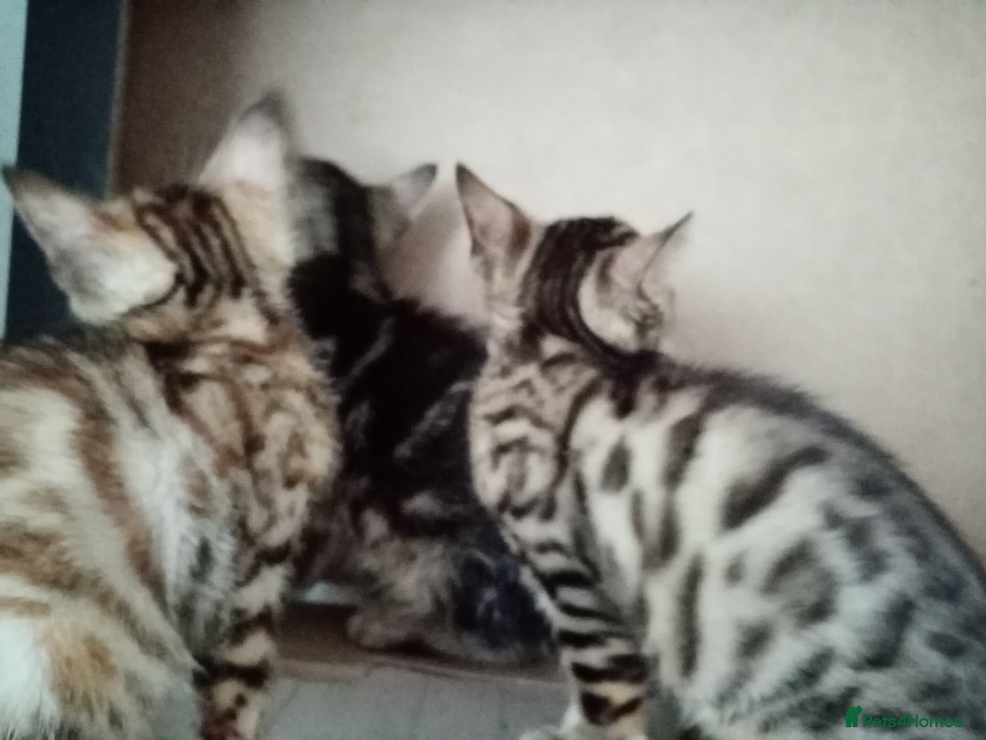 Bengal cats for sale: Beautiful Bengal Kittens - Image 3