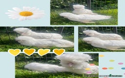 Chickens poultry for sale: Gold laced frizzled Polish  - Image 2