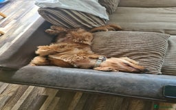 Cocker Spaniel dogs for sale: Male cocker spaniel  - Image 2