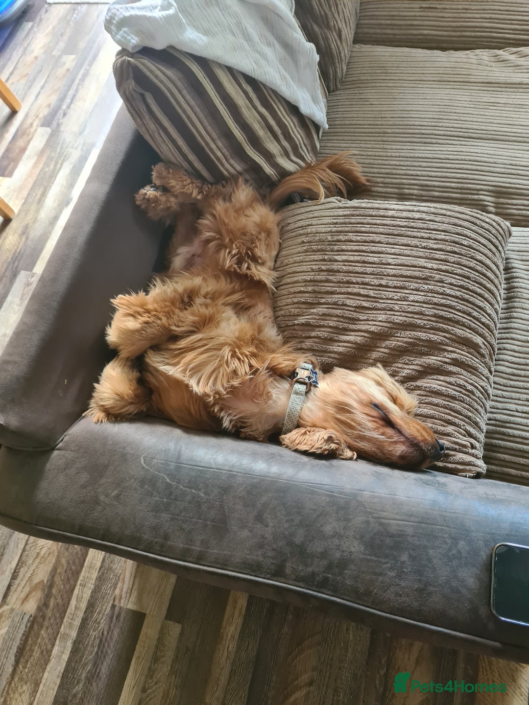 Cocker Spaniel dogs for sale: Male cocker spaniel  - Image 2