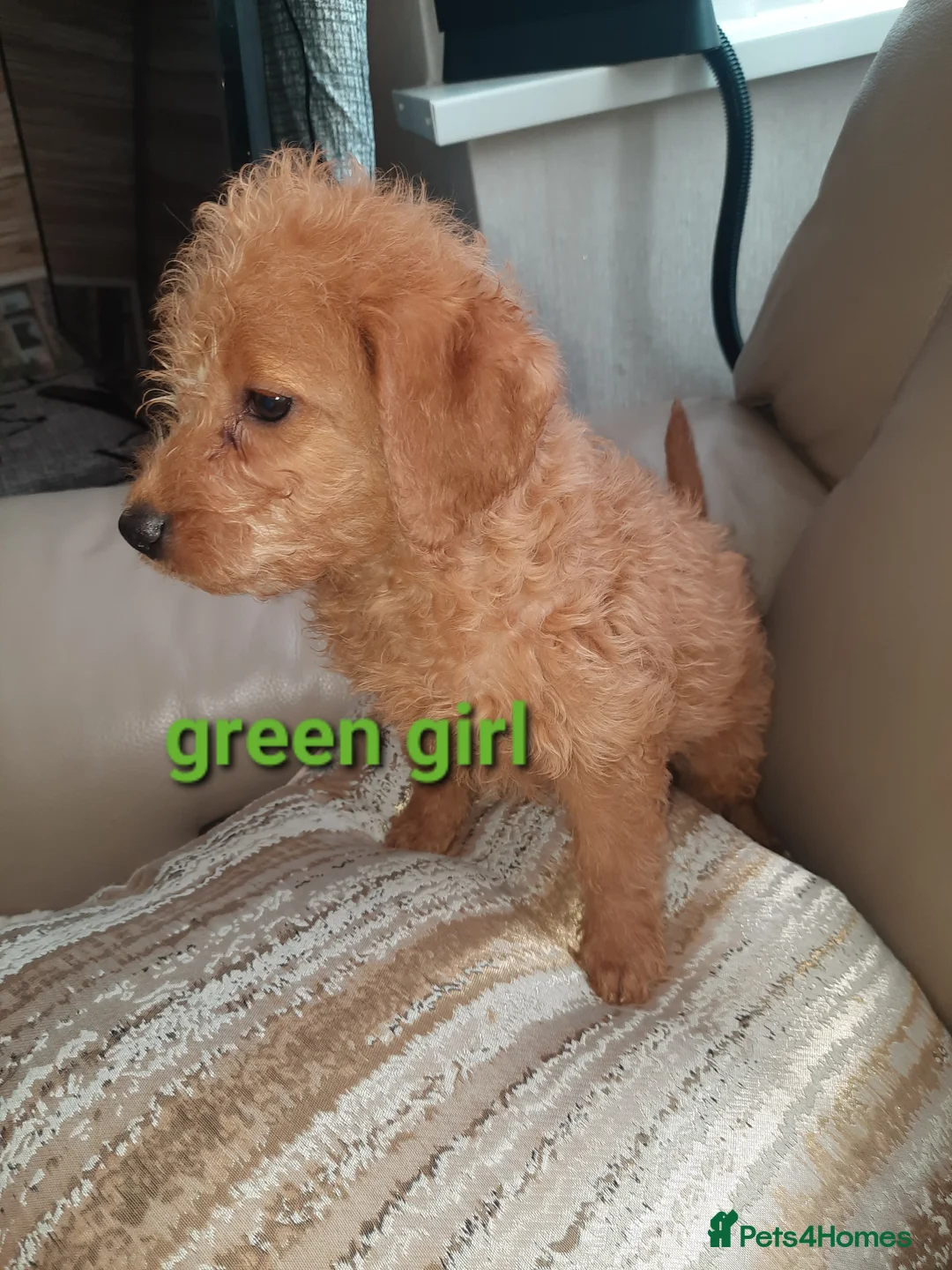 Labradoodle dogs for sale: F1 beautiful labradoodles  - Advert 13