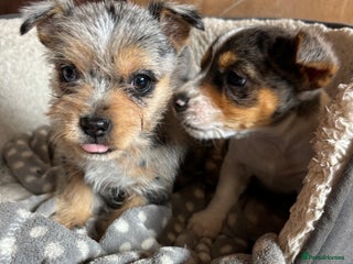 Jack Russell dogs - Advert 14