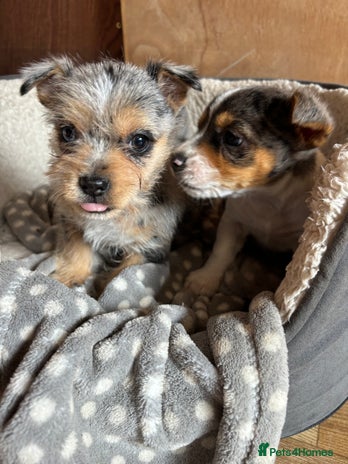 Jack Russell dogs - Advert 5