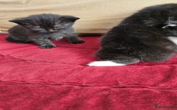 Bombay cats for sale: 3 lovely kitten 😸  - Image 3