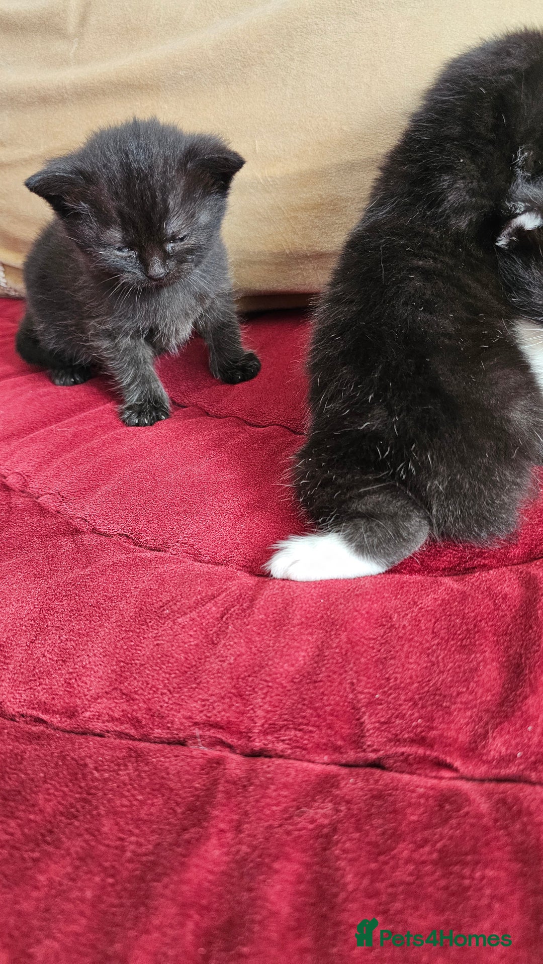 Bombay cats for sale: 3 lovely kitten 😸  - Image 3
