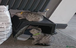 British Shorthair cats for sale: GCCF Reg Chocolate Silver Spotted Tabby BSH Boys - Image 6