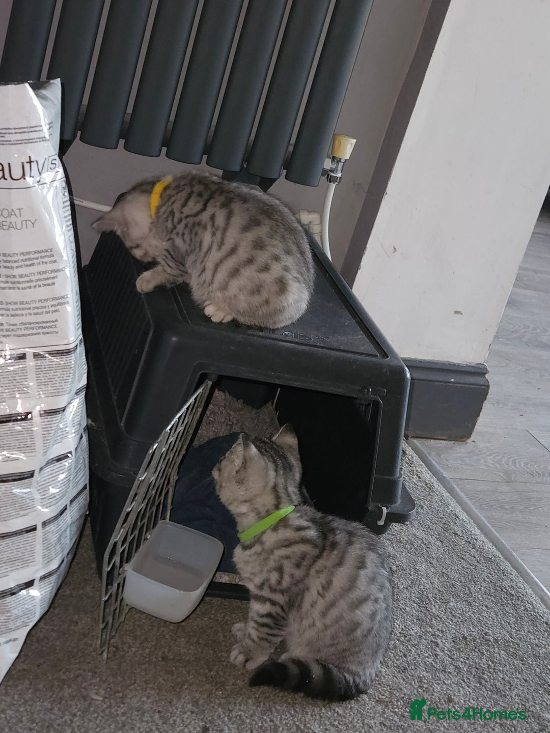 British Shorthair cats for sale: GCCF Reg Chocolate Silver Spotted Tabby BSH Boys - Image 6
