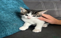 Bengal cats for sale: Bengal cross kittens  - Image 2