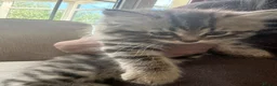 Persian cats for sale: Persian chinchilla kitten  - Advert 2
