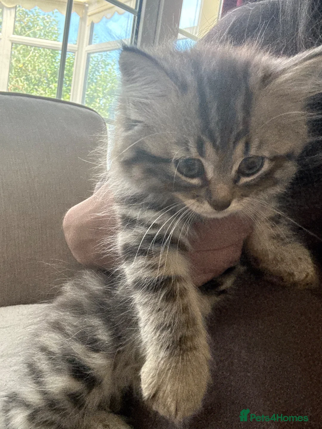 Persian cats for sale: Persian chinchilla kitten  - Advert 2
