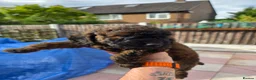 Cockapoo dogs for sale: Sable Girl F1b cockapoo Puppies (1 Left) - Advert 9