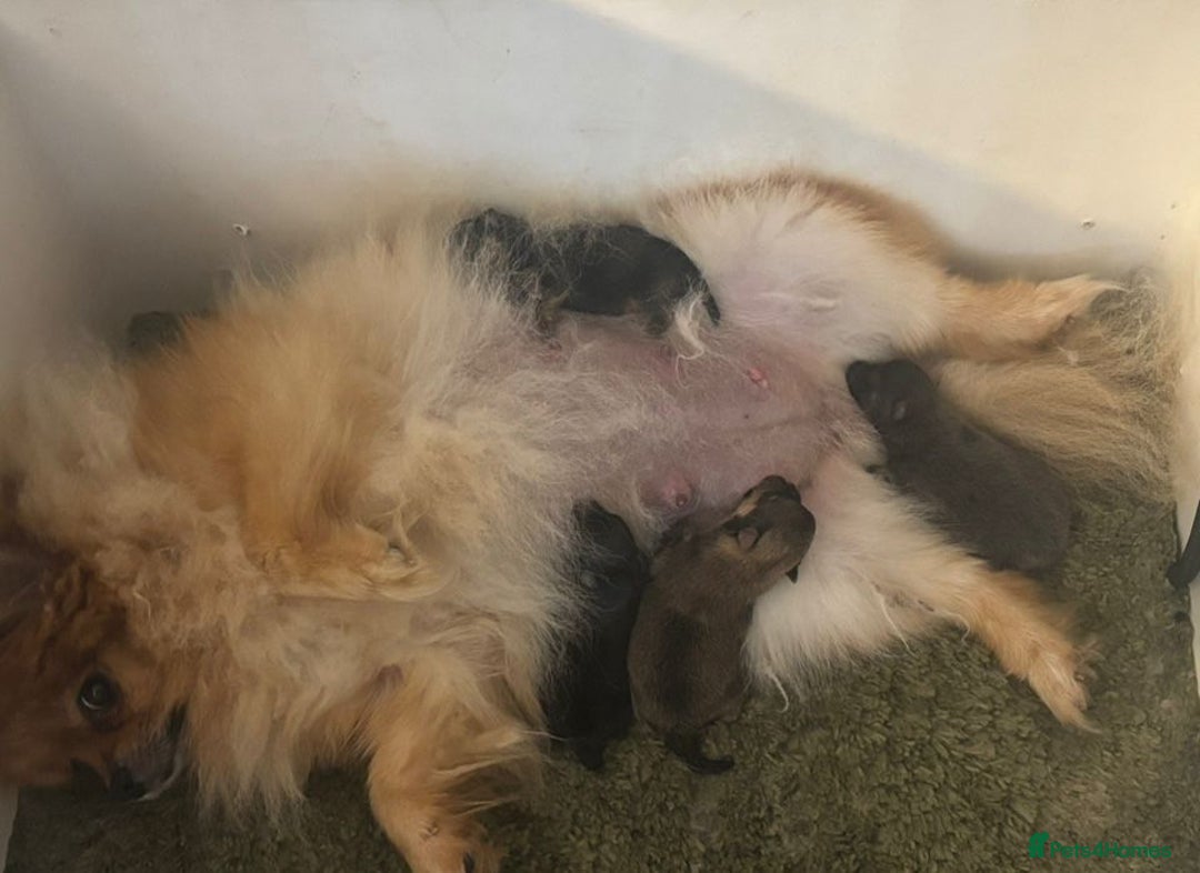 Pomeranian dogs for sale: Kc teddy bear pom babies  - Image 3