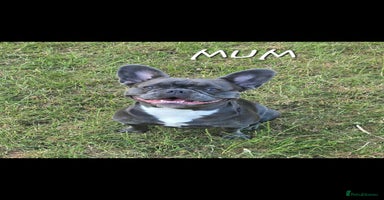 French Bulldog dogs - Advert 7