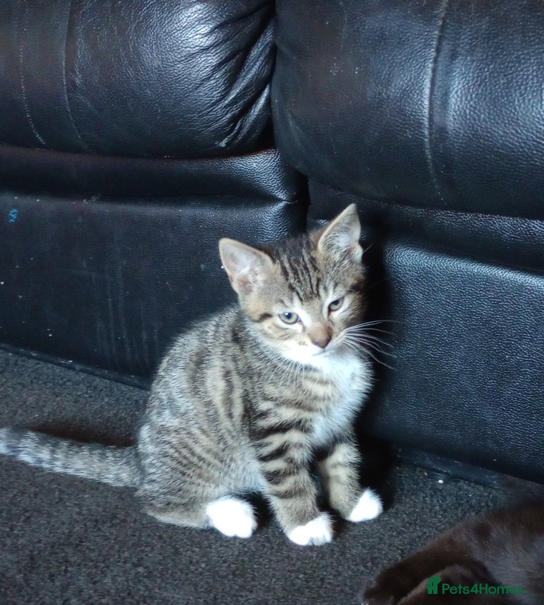 Mixed Breed cats for sale: 3 ADORABLE STRIPEY FURBALLS  - Image 20