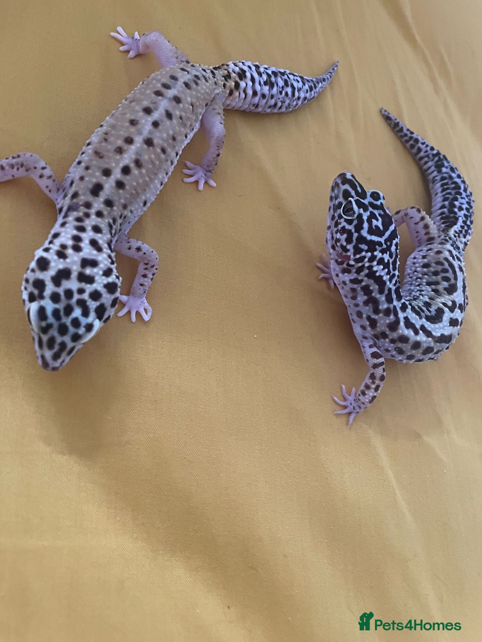 Leopard Gecko reptiles Leopard gecko sisters - Advert 1