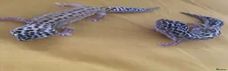 Leopard Gecko reptiles for sale: Leopard gecko sisters in Great Yarmouth - Advert 1