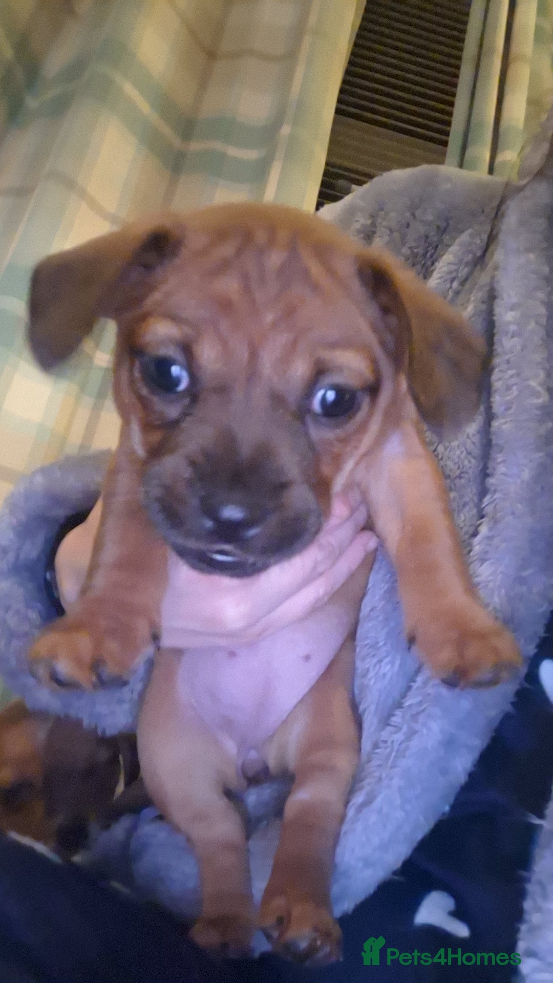 Mixed Breed dogs for sale: 🐾 Gorgeous Mixed-Breed Puppies – 🐾 - Advert 18