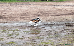 Jack Russell dogs for stud: Jack Russel- For STUD - Image 2