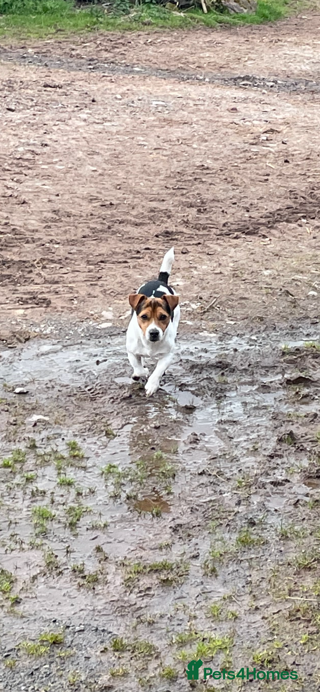 Jack Russell dogs for stud: Jack Russel- For STUD - Image 2