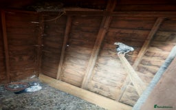 Pigeons birds for sale: Indian tippler  I sale my all pigeon 15 birds  - Image 3