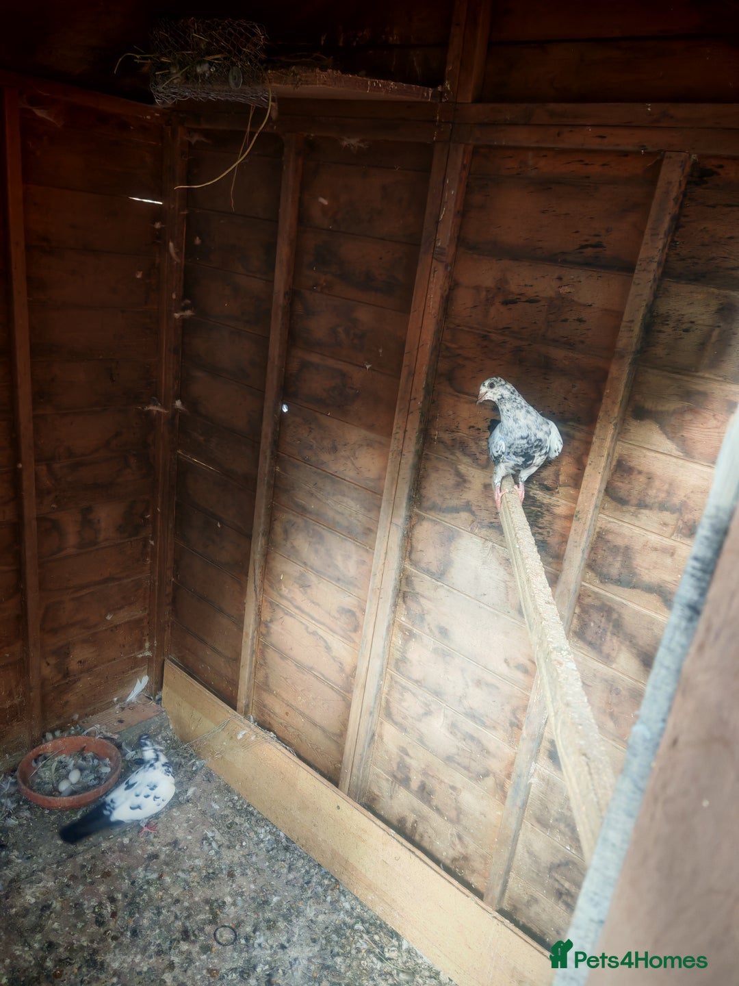 Pigeons birds for sale: Indian tippler  I sale my all pigeon 15 birds  - Image 3