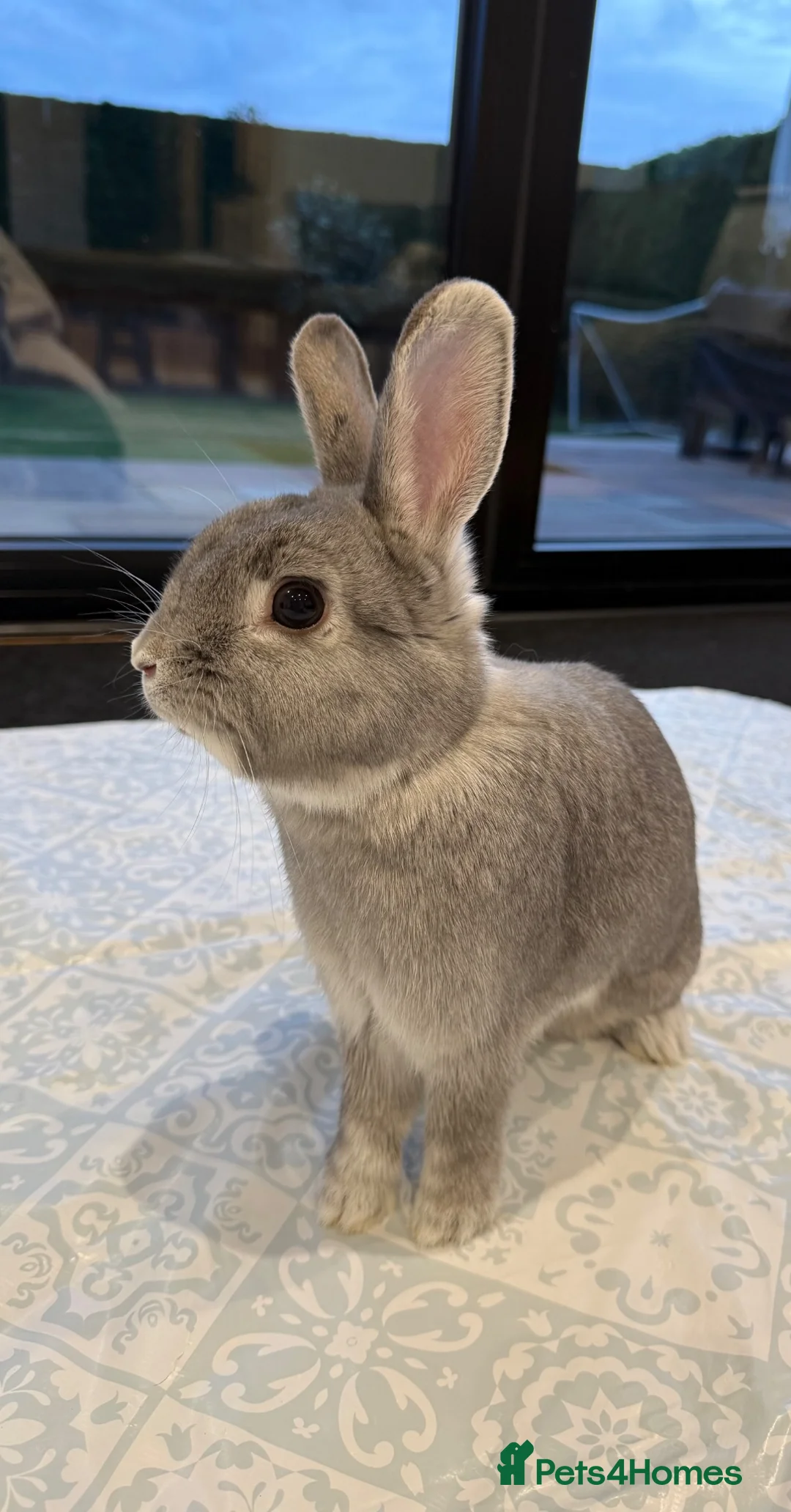 Mixed Breed rabbits for sale: Nibbles and Nora  in Southampton - Advert 2