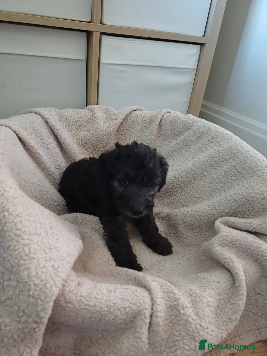Mixed Breed dogs for sale: Bedlington x Whippet Puppies  - Advert 8