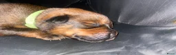 Mixed Breed dogs for sale: 🐾 Rottweiler x Belgian Malinois Puppies  - Advert 16