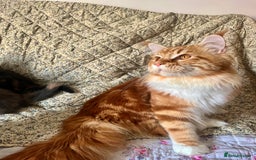 Maine Coon cats for sale: Full Maine Coon Kittens - Image 3