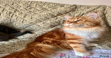 Maine Coon cats - Advert 11