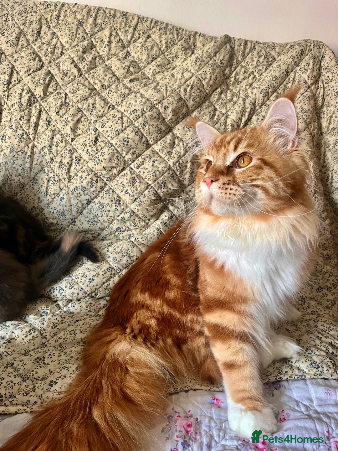 Maine Coon cats for sale: Full Maine Coon Kittens - Image 3