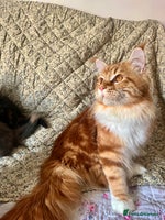 Maine Coon cats - Advert 12