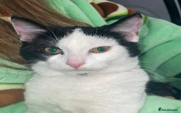 Mixed Breed cats for sale: Female 6month old cat  - Image 3