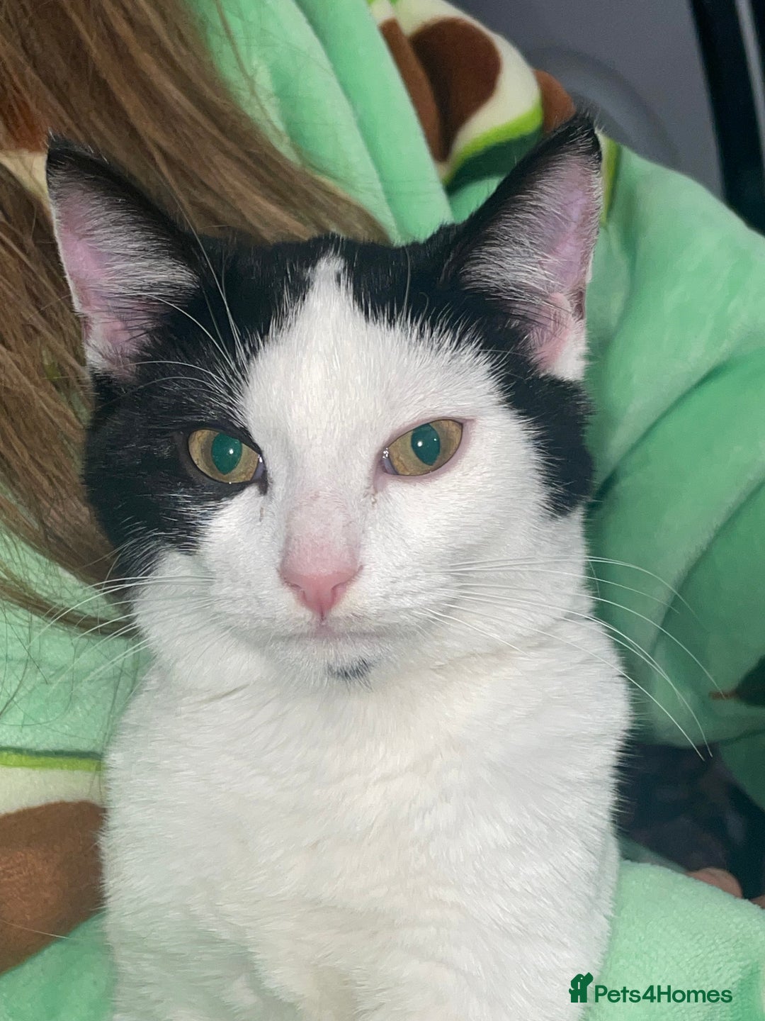 Mixed Breed cats for sale: Female 6month old cat  - Image 3